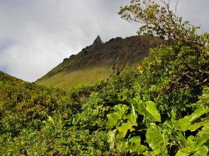 vegetation de La Soufrière